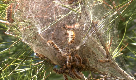 Ormanlarda sessiz tehlike; çam kese tırtılı uyarısı