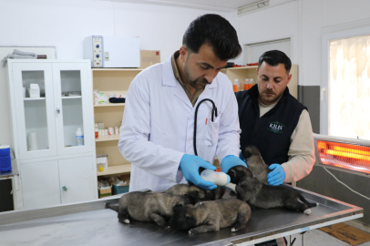 Yangında kurtarılan 6 yavru köpek tedaviye alındı