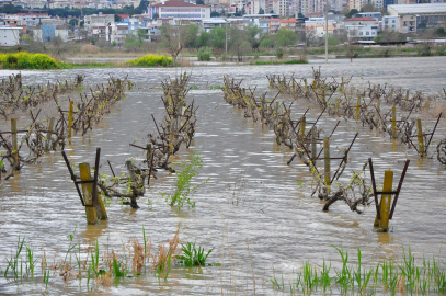 İkinci kez sular altında kalan Gediz Ovası'ndaki bağlarda kök çürümesi tehlikesi