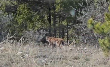Kastamonu’da vaşak görüntülendi