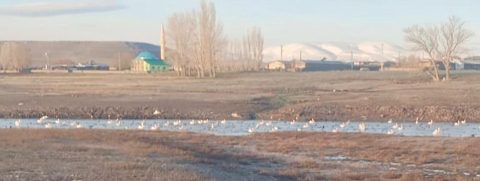 Sınır köyü Küçük Aküzüm, göçmen kuşları misafir ediyor