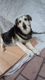 Kadıköy’de kaldırımda yatan ‘Pakize’ isimli köpeği ezip yollarına devam ettiler