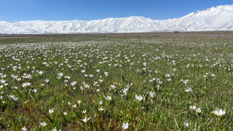 Yüksekova'da baharın müjdecisi kardelenler çiçek açtı