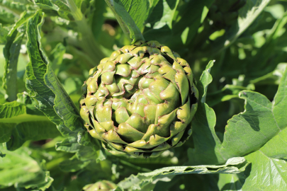 İzmir'de enginar mesaisi/Ek fotoğraflar