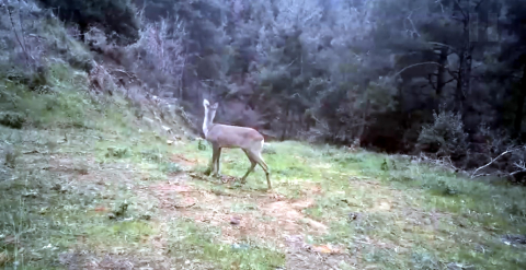 Ganos Dağı'nda karaca ve domuz sürüsü görüntülendi