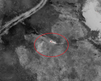 Kaybolan gebe inek, doğum yapmış halde AFAD ekiplerince bulundu