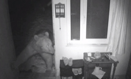 Yayla evlerine girip, mahallelerde dolaşan ayılar kamerada