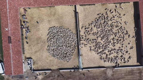 Kuzuların anneleri ile buluşması dron kamerasında