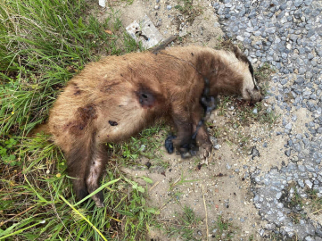 Aydın'da nesli tehlike altında olan Avrupa porsuğu silahla öldürüldü