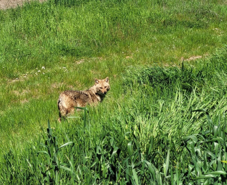 Nesli tükenme tehlikesi altındaki çakal tarlada görüntülendi