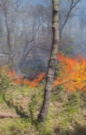 Çatalca'da ormanlık alanda çıkan yangın söndürüldü / Ek görüntü