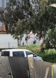 Tavuklarını yediği gerekçesiyle sokak köpeğini sopayla döven kişi gözaltında