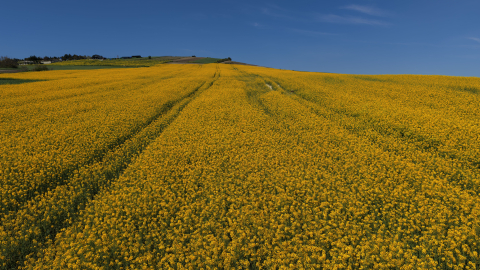 İstanbul'da sarıya bürünen kanola tarlaları havadan görüntülendi