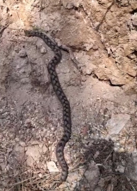 Nesli tükenme tehlikesindeki Kafkas burunlu engerek görüntülendi