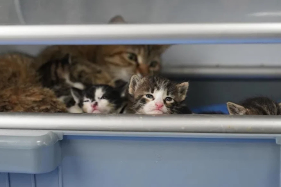 2 yavrusu olan kedi, sokakta bulunan 3 yavruya da sütannelik yapıyor