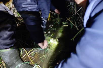 Van'da kaçak avlanan 100 kilo inci kefali, yeniden suya bırakıldı