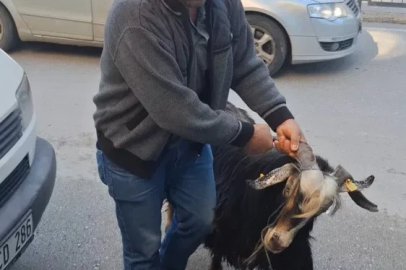 Sahibinin elinden kaçan kurbanlık keçi, uzun uğraşlar sonucu yakalandı