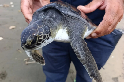 Boynu ve ayağına çuval takılı bulunan yavru deniz kaplumbağası kurtarıldı