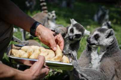 Bursa Hayvanat Bahçesi'nde penguenler klimalı odalarda, lemurlar ise soğuk meyveyle serinliyor