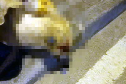 Oğlunu ısıran köpeği öldüren kişiye verilen beraat kararını istinaf bozdu