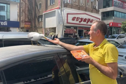 Martı ‘Pamuk’ esnafın maskotu oldu
