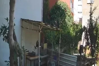 Yumurtaları alıp götüren karga kamerada